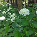 武蔵野うどん 五六 - 丸山公園、今年の紫陽花。