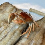 うなぎ亭 友栄 - 