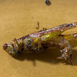 シーラチャーフード - 