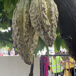 Beryl's Chocolate Kingdom - 