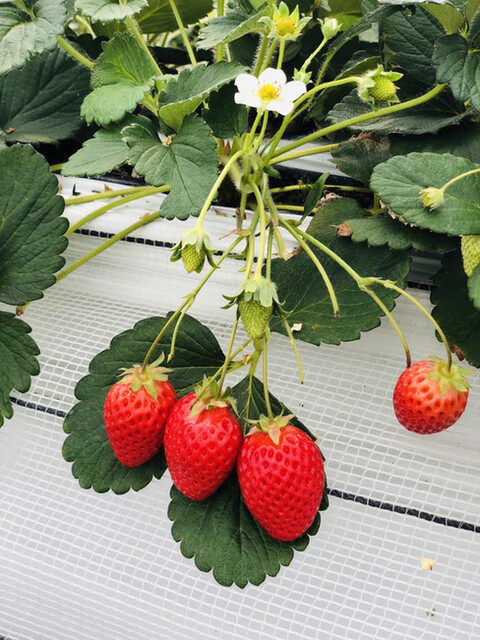 ふるや農園 - 郡山（その他）の写真