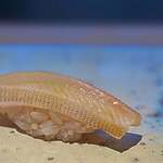 菊鮨 - キス。 酢飯にすごくよく馴染む薄い身質と主張の強い食感。