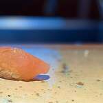 菊鮨 - サワラ。 きれいな色、上品な味わい。 鮨によくあう身質。 最初の握りにぴったり。