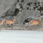 角濱ごまとうふ総本舗 - 帰り道、鹿の親子がお見送りしてくれました。