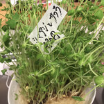 サスエ前田魚店　西小川店 - 