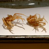 天冨良 天甲本店 - 