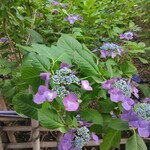 うどん家 八重桜 - 我がご近所の紫陽花です。交通会館からは全然離れてます。