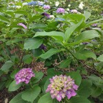 うどん家 八重桜 - 我がご近所の紫陽花です。交通会館からは全然離れてます。