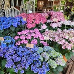 アールケイ ガーデン - お花屋さんの紫陽花