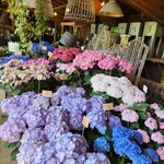 アールケイ ガーデン - お花屋さんの紫陽花