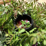 W VILLADORATA COUNTRY REATAURANT - ⑧燻製した白身魚のクリーミーセビーチェ　お庭で取ったハーブ