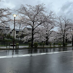 Section D'or - 目の前の琵琶湖疏水沿いの桜が満開でした｡❀ 