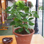 サーレペペ - 自家栽培のハバネロ