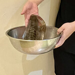 烏賊 鮨ダイニング 鮮助 - お待ちかねの活イカちゃんᔦ*° ꒳ °*ᔨ 近づくと墨を吐いちゃうそうで、望遠で。笑