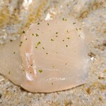 馳走 啐啄一十  - ⑥真子鰈(山口県産、2日寝かせ)
      恐らく岩国あたりの浅蜊を沢山食べている個体
      イソメを食べている個体とは異なり身が厚く滋味のある甘みが楽しめます