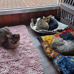 Jamuya - 隣のネコカフェの猫たち