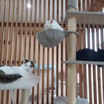 Jamuya - 隣のネコカフェの猫たち