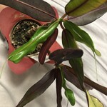 麺屋一燈 - 2019年の誕生日プレゼント