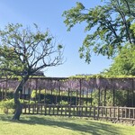 臥薪 - この藤も見事