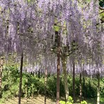 臥薪 - 今度は正方形に仕立てられた藤