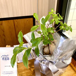 手打ちうどん 大蔵 - ガジュマル