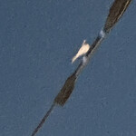 永福町 大勝軒 - 電線で辺りの様子を窺う親ツバメ