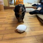 伊豆マリオットホテル修善寺 - ラフォーレ修善寺のドッグコテージ