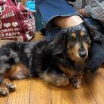 伊豆マリオットホテル修善寺 - ラフォーレ修善寺のドッグコテージ