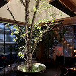 MORI BAR GRAN - 桜の植木