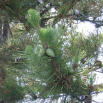 アランチャ - 何とこの日は友人の車で、初運転させてもらってたみたいです(※たぶんこの１日だけ)。