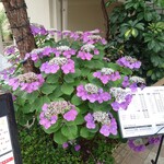 味楽 - 2023年6月二度目の日曜日。