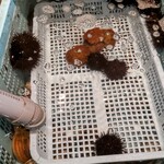 光る海 - 内観　水槽