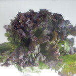 松原農園 - れたす