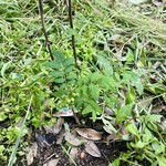 うなぎ村 - 山椒の木には実も