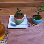 彩本堂 - 盆栽ティラミスとほうじ茶