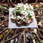 ラチュレ - 江戸前蛸のタルトレット