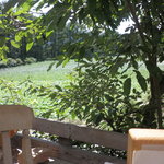 organic cafe ごぱん - 席から見た外の景色