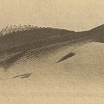 一期一会 よねさん - 