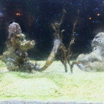 レストランの入口にはシーホース（タツノオトシゴ）の水槽♪