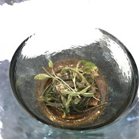 クイントカント - 