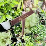 アフターグロウ - 