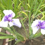 大輪ラーメン - 