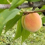 CRAFT KOFU - 同日、山梨県内の民家で撮影した桃。庭に桃が実ってる！！と１人興奮してしまったｗ