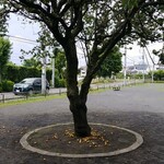 キッチン ブルー グローブ - 近くの公園、大量に梅がおちています