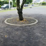 キッチン ブルー グローブ - 我が家の梅と同じ、かなりの量の梅が落ちていて、まとめてありますが、放置されています