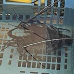 一山いけす - いけすの伊勢海老