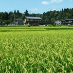 Fukumasu - 水田からの遠景