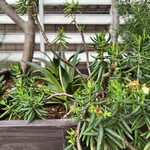 ブーランジェリー スドウ - 店舗の前