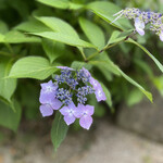 炭焼地鶏 山蔵 - 