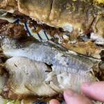 ザイカ・カレーハウス - 